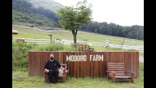 경북 상주 애견동반 여행. 상주 가볼만한 곳 모동목장. 강아지 데리고 갈만한 곳 추천