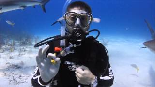 Bahamas Shark Dive