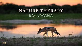 Nature Therapy: Chobe National Park, Botswana