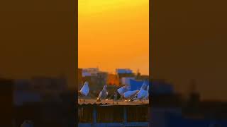#status song #whatsapp status birds love💛
