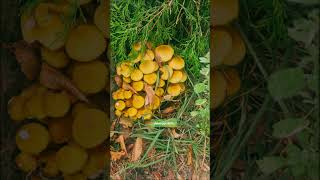yeh jo mere gaaon ka khoobsurati hae | teri miti | #trending #viral #ytshorts #travel #love #tiktok