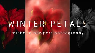 Winter Petals | Flower Photography Edit | Photoshop Edit | Luminar Neo Edit
