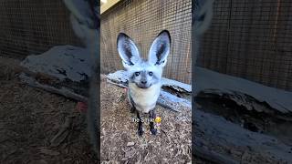 What does the fox say..? 🦊😍 #funny #fox #animals #funnyanimals #cute #funnyvideo