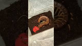 Insects animals species.#veganfortheanimals #animalsvideos #animalsaddict #babyanimals #iloveanimals