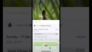 Phones can do this now??!! Take a photo of spider and id it for you??! #amazed #id #phoneid #iphone