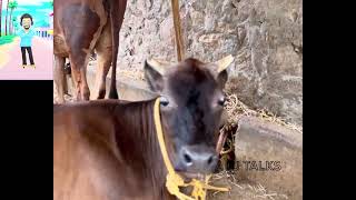 எங்க மாடு