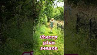Come pick some cherry plums with me ☀️ #cottagecore #greenwitch #seasonalliving #seasonalfood