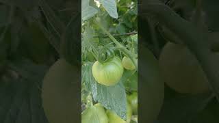 Slowly but surely! Yay! I actually did it! #garden #life #food #gardening
