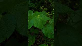 After the storm, peace🌧️🌿 #PostRain #NatureVibes #RainyMorning #CinematicNature #MoodyReel #monsoon