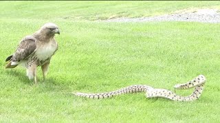 Eagle vs Snake