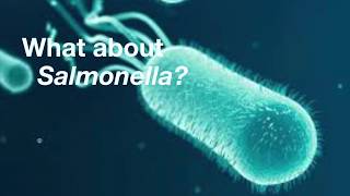 Common Food Poisoning Bacteria part 2