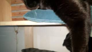 Jealous cat