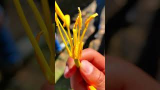 El "Agave gijalvensis"  tesoro de la biodiversidad mexicana #cienciasnaturales #plantas #shorts