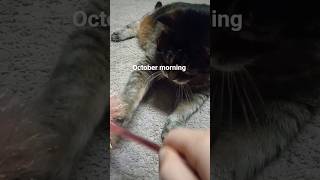 October morning with the cats 😊 #fall #october #cats funny #gilmoregirls #cozyambience #playfulcat