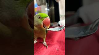 #cutemittu #cutebird #birds #mittutota #cuteparrot #mittumittutota #parrot #funny #mitthutota #cute