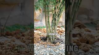 Why Success Feels Slow at First | The Bamboo Tree Lesson | Breathe #NeverGiveUp #nature #bamboo