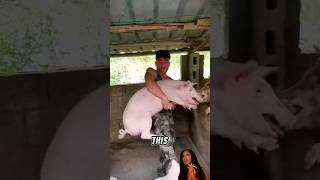 how he caught pigs #shortsvideo #viral