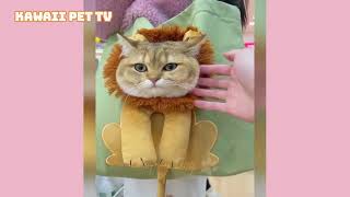 どうしても笑ってしまう、笑いをこらえられない！アニマル好きの方必見おもしろ動画総集編２０２３