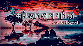 Kolijar Posha Pakhire-Lofi | কলিজার পোষা পাখি রে | (Slowed+Reverb) Lofi Song | Bangla Song 2023