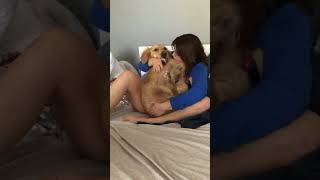 Dog Thinks He's A Baby 🐕🐕 #dog #golden #funny #entertainment #jokes #laugh #fun #doggo #reaction