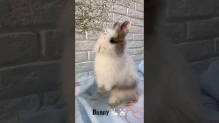 Bunny eating grass #bunny #rabit
