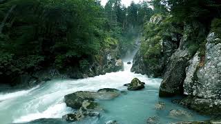 Beautifull Forest With Beautiful Music and sound 1080 video 2021