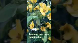 Aavaram poo #flowers #saudiarabia #flowers #aavarampoo #Darren Hill view #fanateer