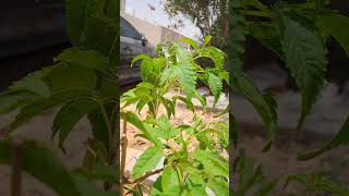 #shorts video #flowers #music #songs #naturephotography #relaxing #flowervarieties #beautifulflowers