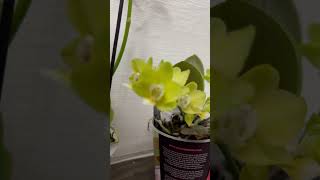 Beautiful Colorful Phalaenopsis#PhalaenopsisOrchid #VibrantBlooms #OrchidBeauty #ExoticFlowers