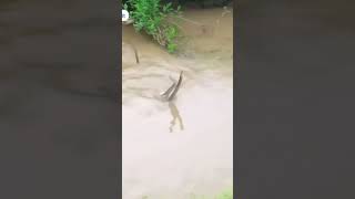 cobra snake😱#trending #movie #southmovie #viralvideo #viralshorts #trendingshorts #viralvideo #snake