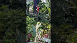 Variegated Heliconia #VariegatedHeliconia #Heliconia #TropicalPlants #ExoticFlowers #shorts #rare
