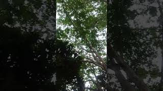 কৃষ্ণচূড়ার তলে #ট্রেন্ডিং #trendingshorts #viral