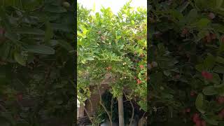 করমচা #suscribe #fruits #trending #share#viralshorts