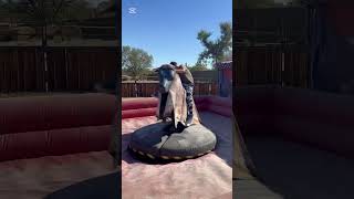 Intense Bull Ride - Mechanical - #bull