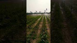 Sweet potatoes 🥔 #shortsviral #farming #naturerurallife #trending #villagenaturelife