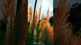 Dugga elo status#durgapuja#durgapujawhatsappstatus#pujostatus#kolkatarpujo#kolkatapujo2023#maadurga