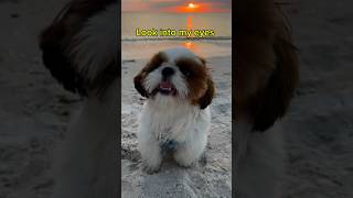 Keep going 🐾 #shihtzu #cute #dog #imaginedragons #motivation #shorts #funny #beautiful #beach #sun