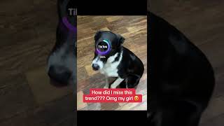 Dog Transformation: From Cute Pup to Rescue Hero!#DogTransformation #PetMakeover