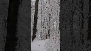 Winter Forest ❄️ #winter #forest #nature