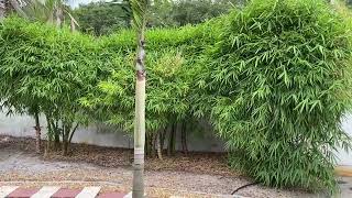 Buddha Belly Bamboo for Privacy Screen/Large Palms and Trees/Privacy Screen and Hedges/