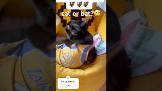 Cat or bat? #shorts #catshorts #therapy