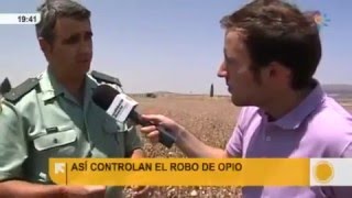 Cultivo de opio legal en Andalucía