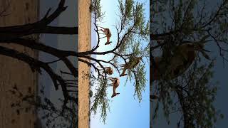 Tension in the Acacia Tree: Gazelles vs Hyena #SavannahTale #WildlifeDrama #SurvivalBattle