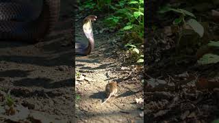 even the mouse is not aware of the danger #animalhunt #wildlife #predatorvsprey #animals #snake