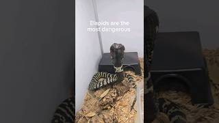 私が飼っているヘビの中で最も危険なヘビです。