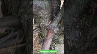 cedar bark for headaches medicine
