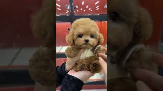 Lovely Animal Transformations – From Tiny to Amazing! 🐾💕 #animalgrowth #cute #funny