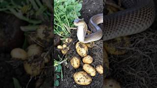 😮 The big cobra snake is trying to eat potato #snakevideo #cobrasnake