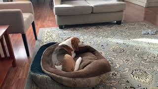 Microdiscectomy struggles