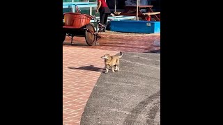 癒されカワイイ動物おもしろ映像集2022。【面白い動画】疲れたらこれで癒されて。#shorts